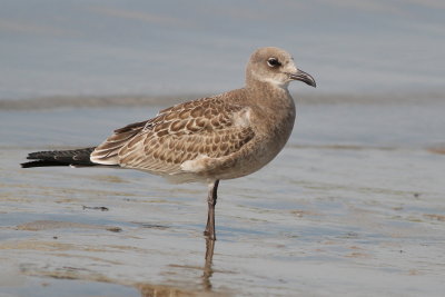 Laughing Gull - juvenile