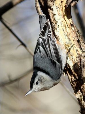 White-breasted Nuthatch