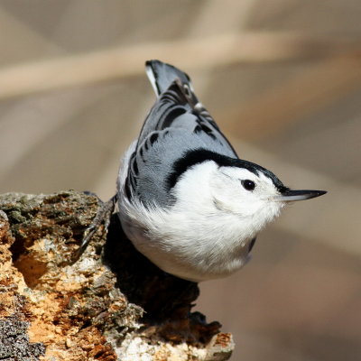 White-breasted Nuthatch