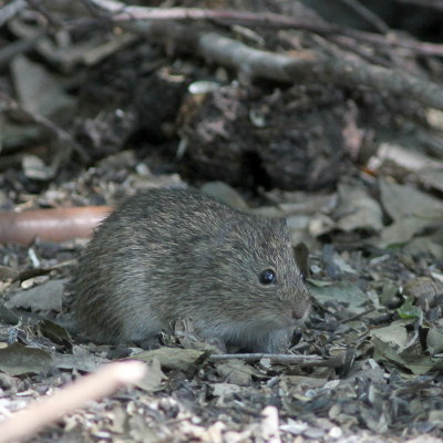 Hispid Cotton Rat