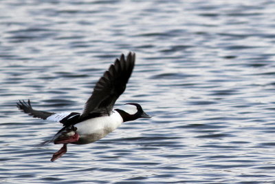 Bufflehead ♂