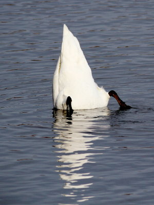 Mute Swan