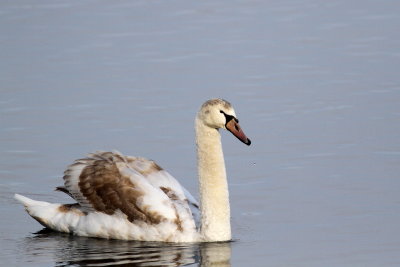 Mute Swan / 1st fall