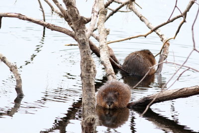 Common Muskrats
