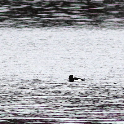 Tufted Duck