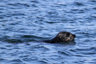 Harbor Seal