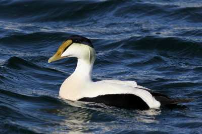 Common Eider ♂