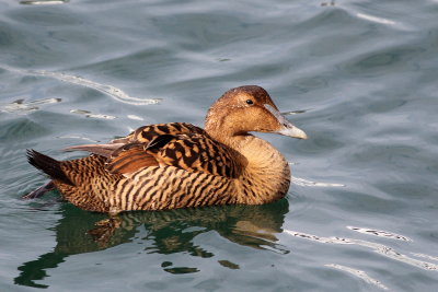 Common Eider ♀