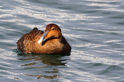 Common Eider ♀