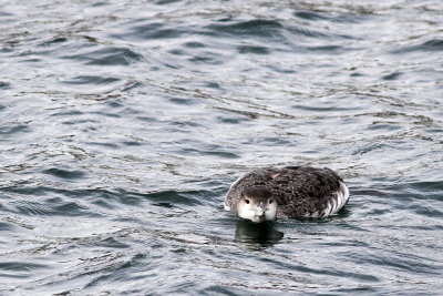 Common Loon 