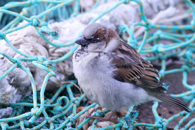 House Sparrow