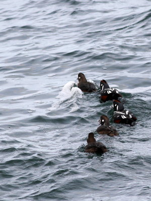  Harlequin Duck