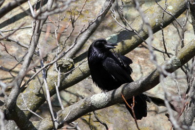 Common Raven