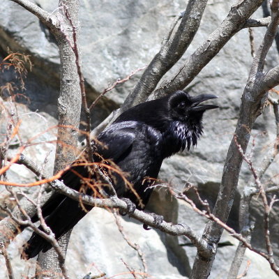 Common Raven