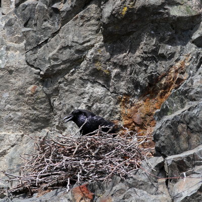 Common Raven