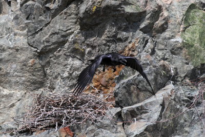 Common Raven