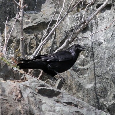 Common Raven