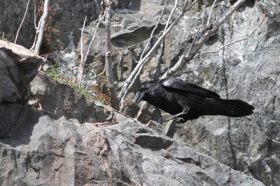 Common Raven