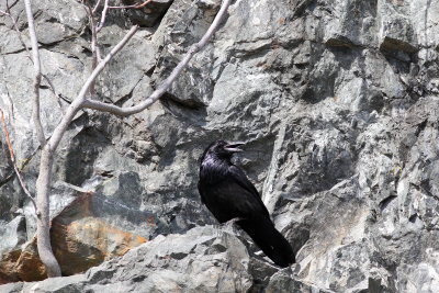Common Raven