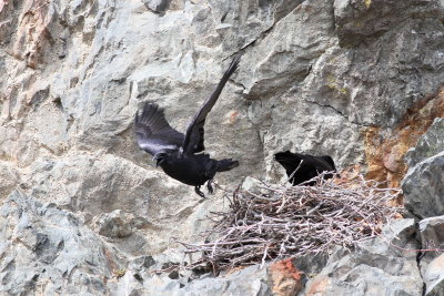 Common Raven