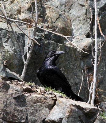 Common Raven