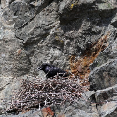 Common Raven on nest