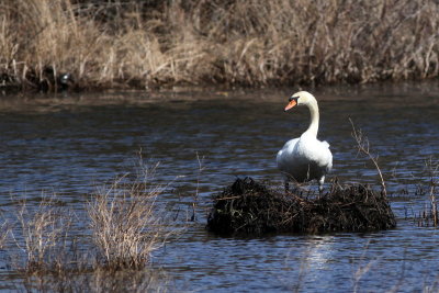 Mute Swan on Nest