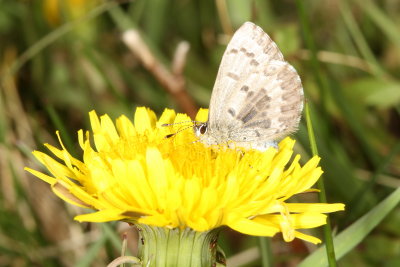 Spring Azure, form lucia
