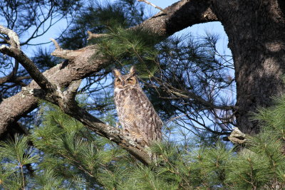 Great Horned Owl 