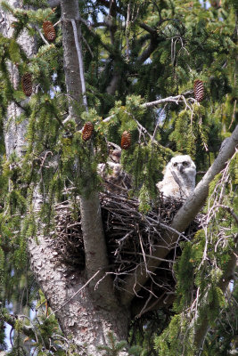 Great Horned Owl * Mom & Chick 