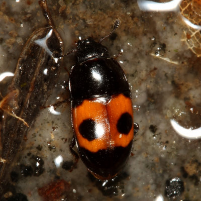Nitidulidae : Sap-feeding Beetles