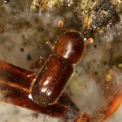 Subfamily Scolytinae : Bark & Ambrosia Beetles