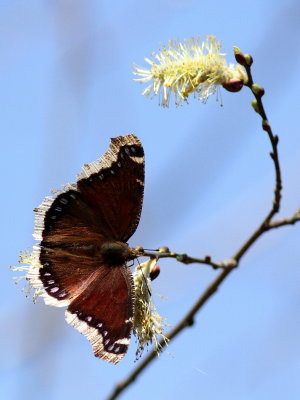 Mourning Cloak