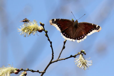 Mourning Cloak