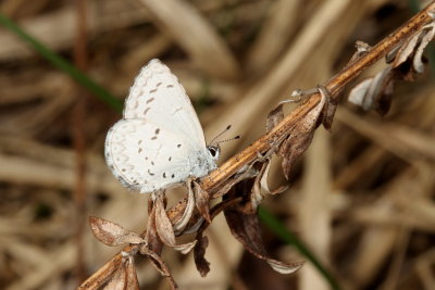 Spring Azure