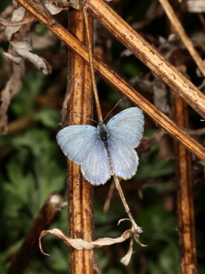 Spring Azure