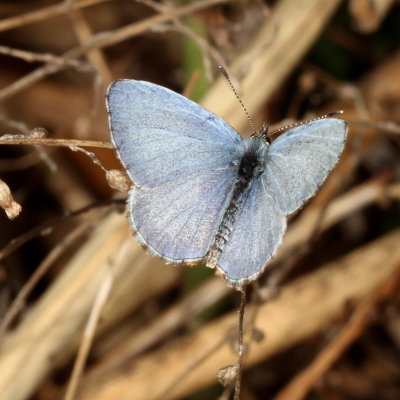 Spring Azure