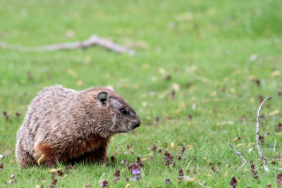 Woodchuck