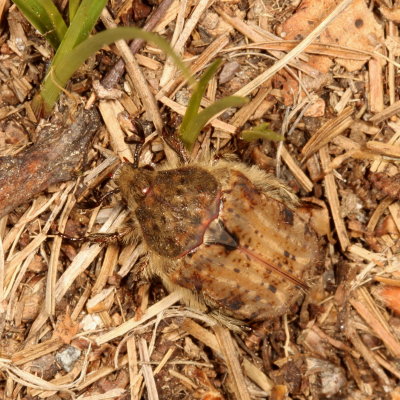 Euphoria inda * Bumble Flower Beetle