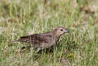 Brown-headed Cowbird ♀