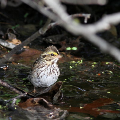 Savannah Sparrow