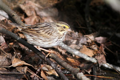 Savannah Sparrow