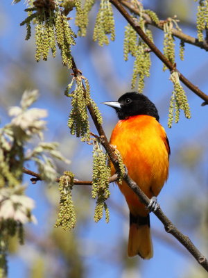 Baltimore Oriole  ♂