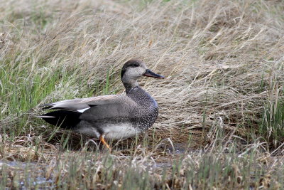 Gadwall ♂