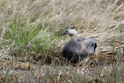 Gadwall ♂