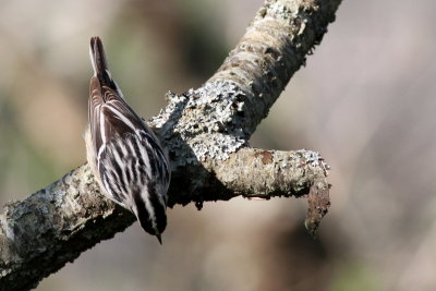 Black-and-white Warbler