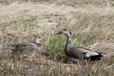 Gadwall ♂ & ♀