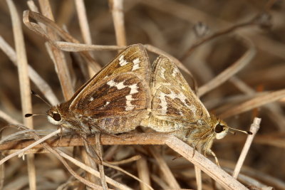 Cobweb Skippers