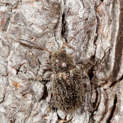 Glyptoscelis pubescens * Hairy Leaf Beetle
