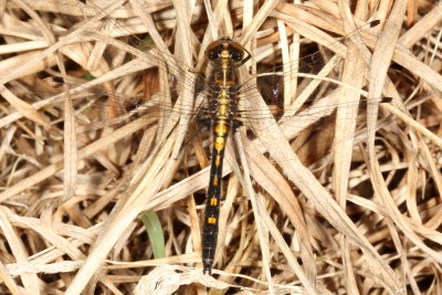 Dot-Tailed Whiteface ♂
